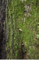 tree bark 0015